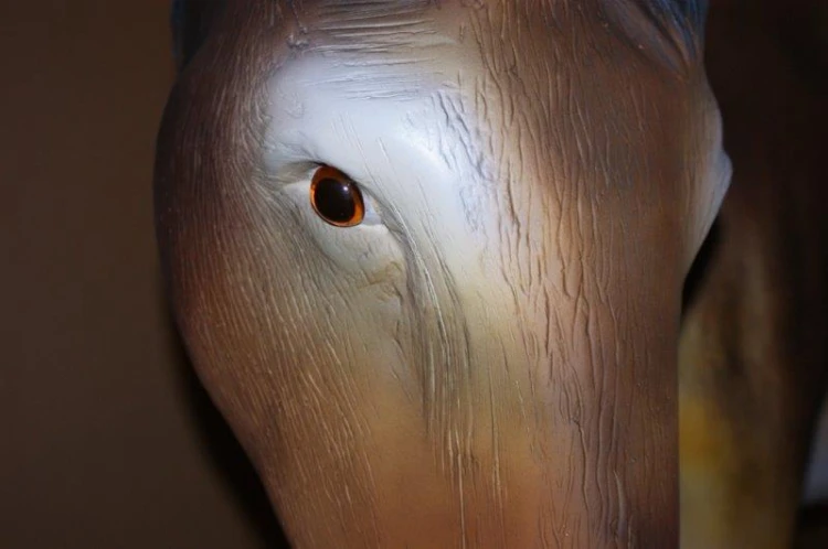 osioł 160cm (7).jpg